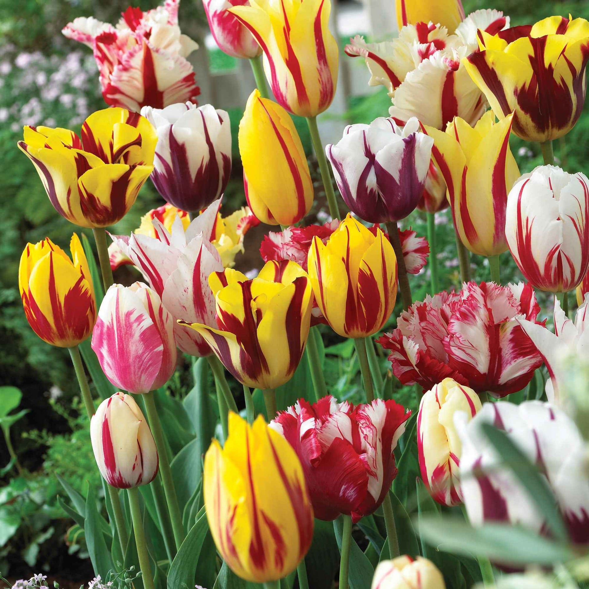 16x Tulp Tulipa - Mix 'Yellow Box' geel - Alle bloembollen