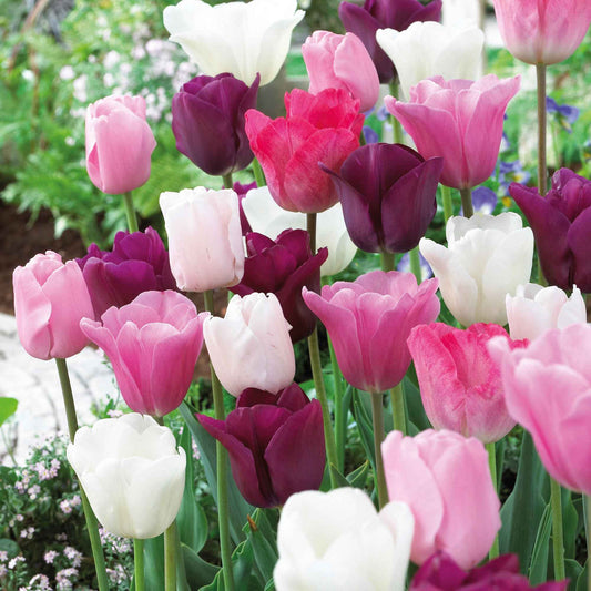 16x Tulp Tulipa 'The Pink Box' roze - Alle bloembollen