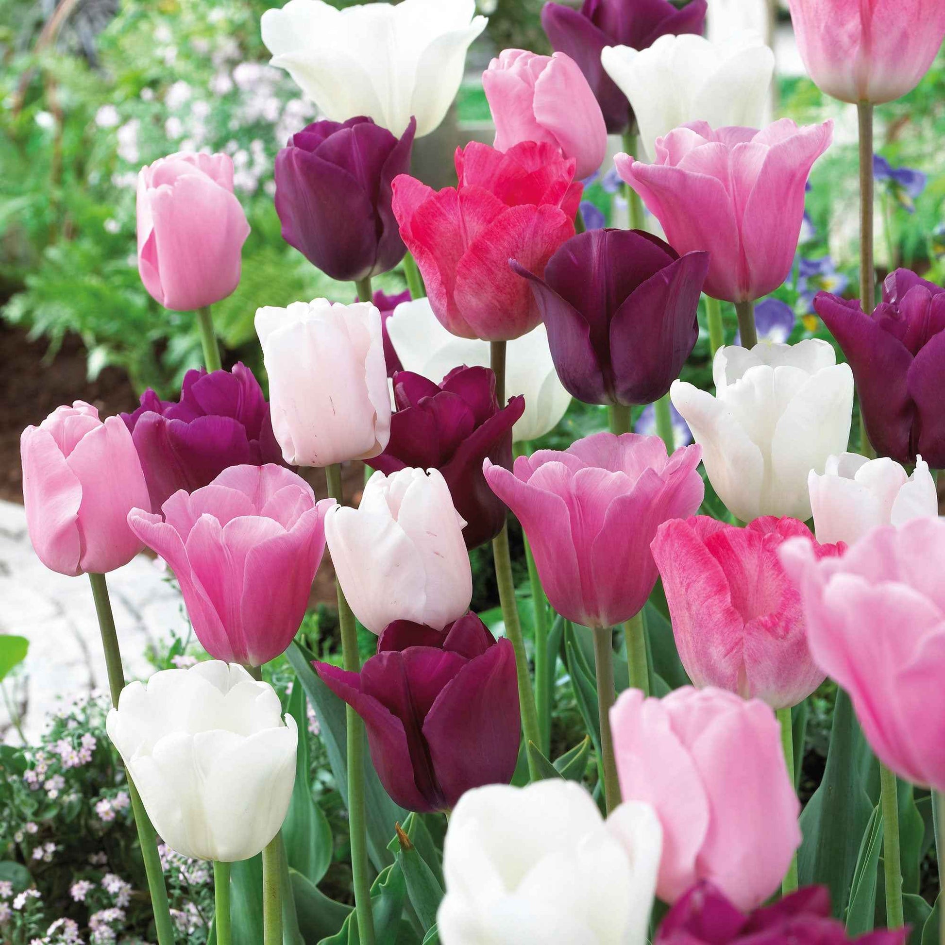 16x Tulp Tulipa 'The Pink Box' roze - Alle populaire bloembollen