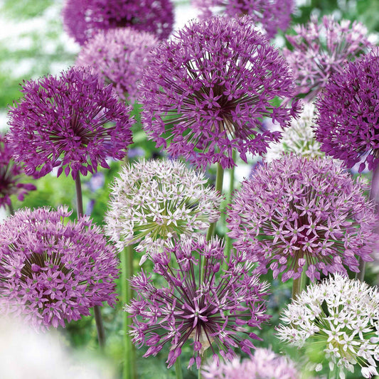 16x Sierui Allium - Mix 'The Purple Box' paars - Alle bloembollen
