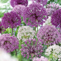 16x Sierui Allium - Mix 'The Purple Box' paars - Alle populaire bloembollen