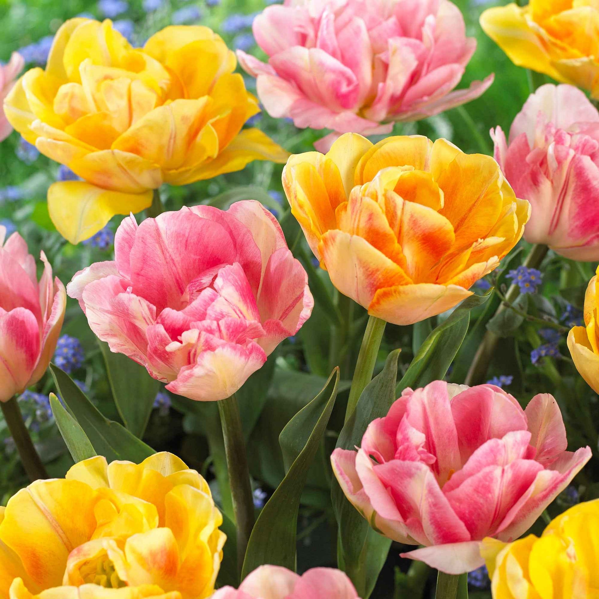 16x Tulp Tulipa - Mix 'Foxy Freedom' Roze-Geel - Alle populaire bloembollen