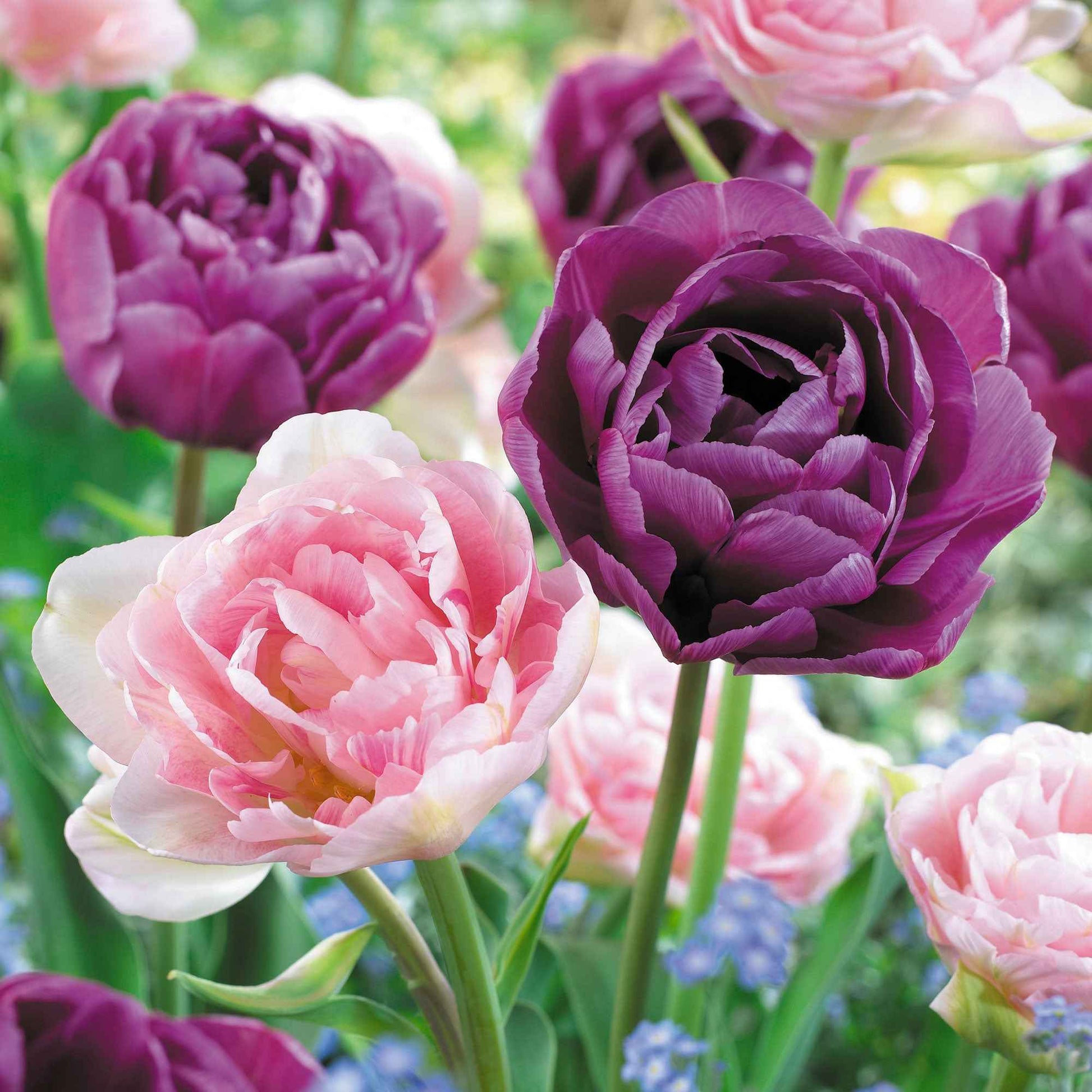 16x Tulp Tulipa - Mix 'Dancing Queen' Paars-Roze - Alle bloembollen