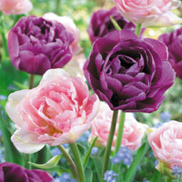 16x Tulp Tulipa - Mix 'Dancing Queen' Paars-Roze - Alle populaire bloembollen