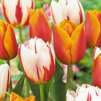 16x Tulp Tulipa - Mix 'Sunset Sky' Oranje-Rood-Wit - Alle bloembollen
