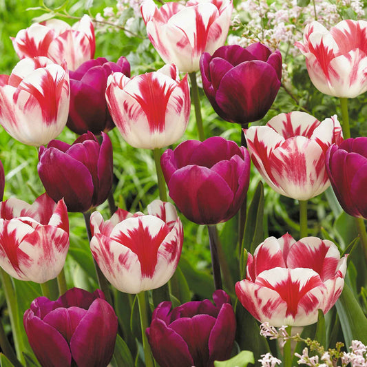 16x Tulp Tulipa - Mix 'Flames At Night' Paars-Rood-Wit - Alle bloembollen