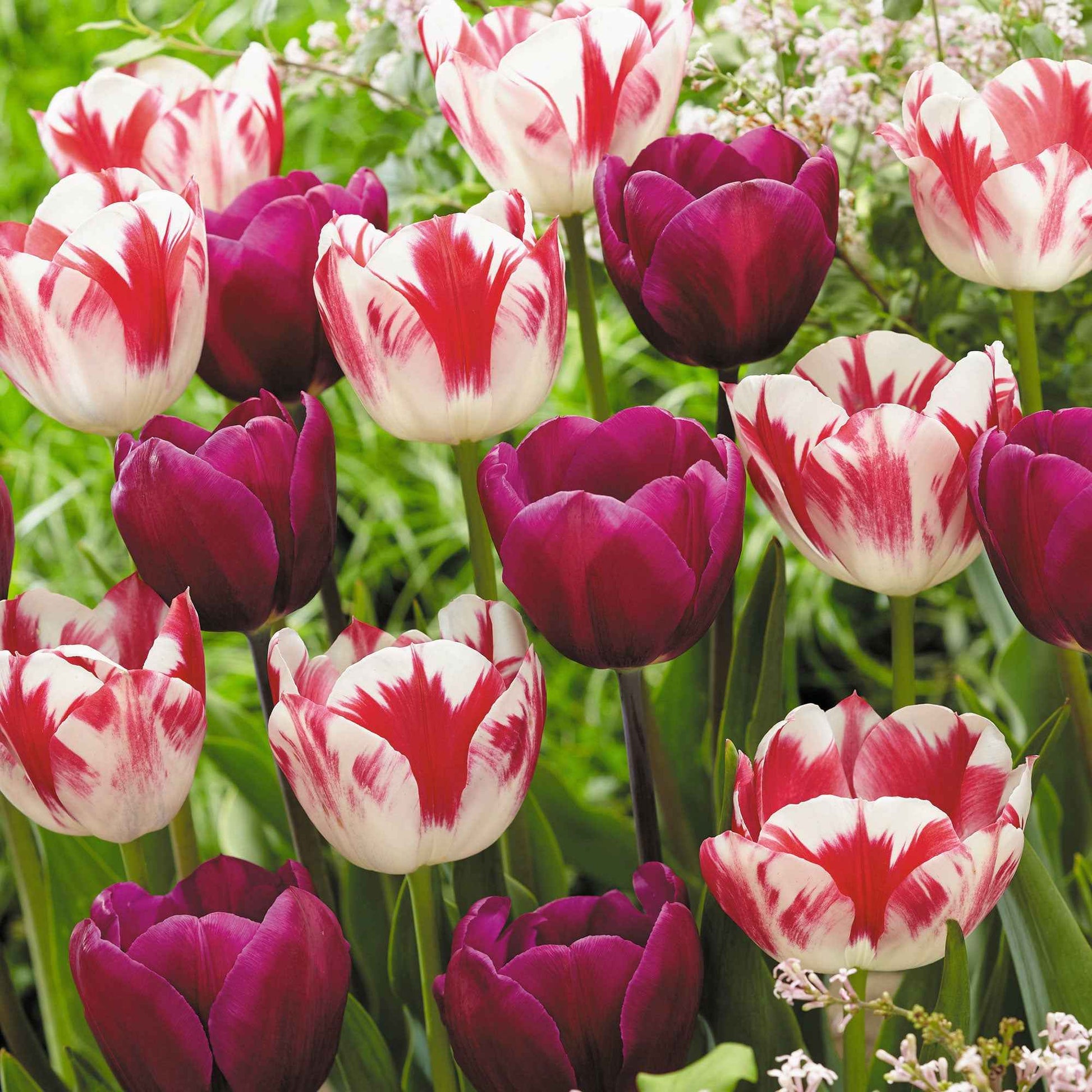 16x Tulp Tulipa - Mix 'Flames At Night' Paars-Rood-Wit - Alle populaire bloembollen
