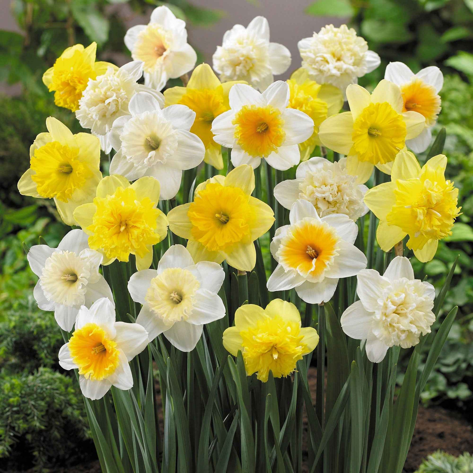 20x Narcis Narcissus - Mix 'Hello Spring!' - Alle bloembollen
