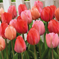 25x Tulp Tulipa - Mix 'Hello Spring'  Rood-Oranje-Roze - Alle bloembollen