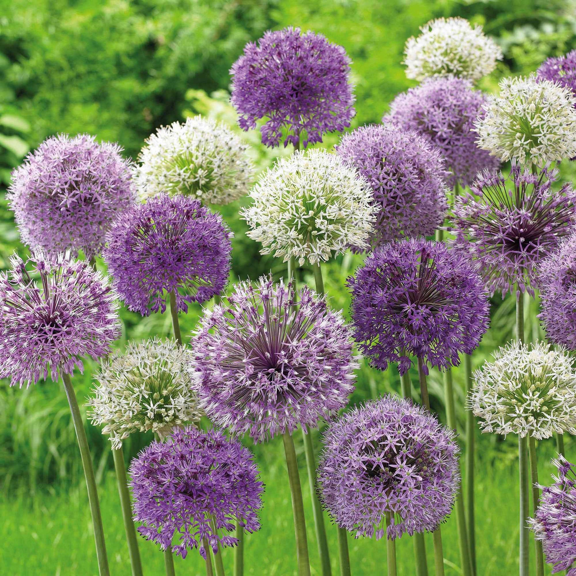 20x Sierui Allium - Mix 'Hello Spring' paars - Alle populaire bloembollen