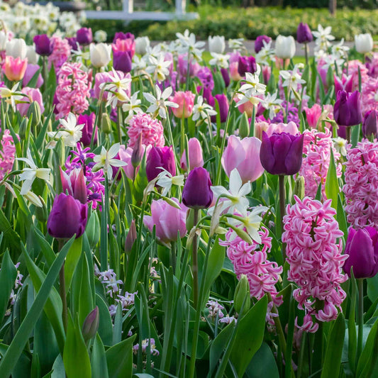 24x Tulpen, narcissen en hyacinthen - Mix 'Ratatouille' paars-roze - Alle bloembollen