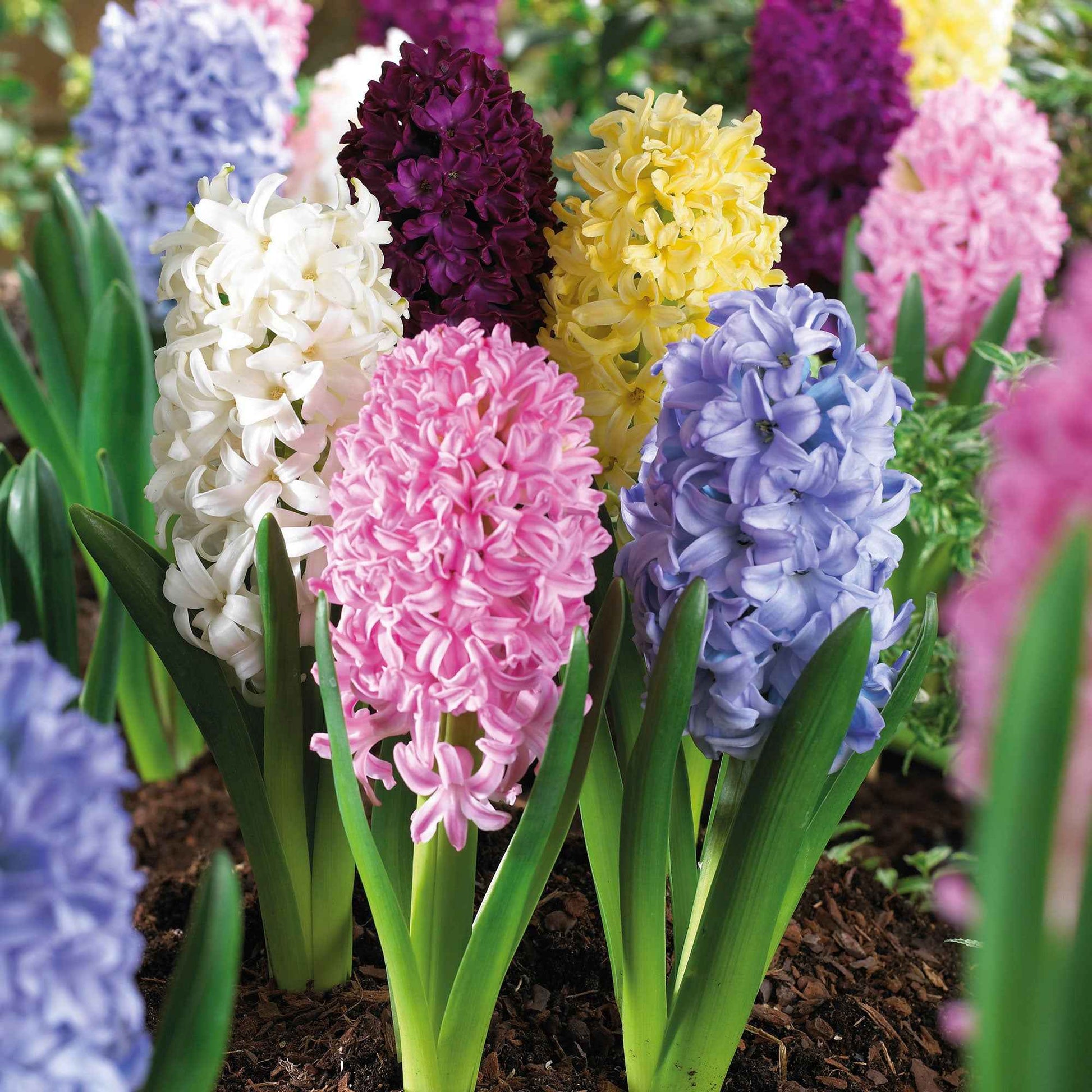 7 Hyacint 'Blooming And Booming' Gemengde kleuren - Alle bloembollen