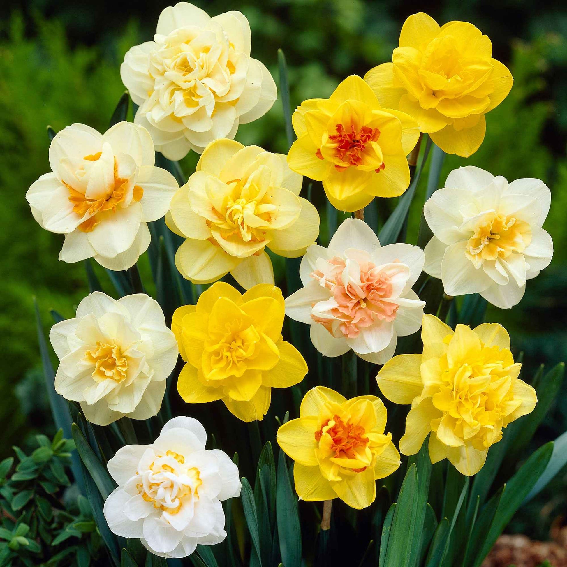 10x Narcis Narcissus - Mix 'Double Trouble' - Alle bloembollen