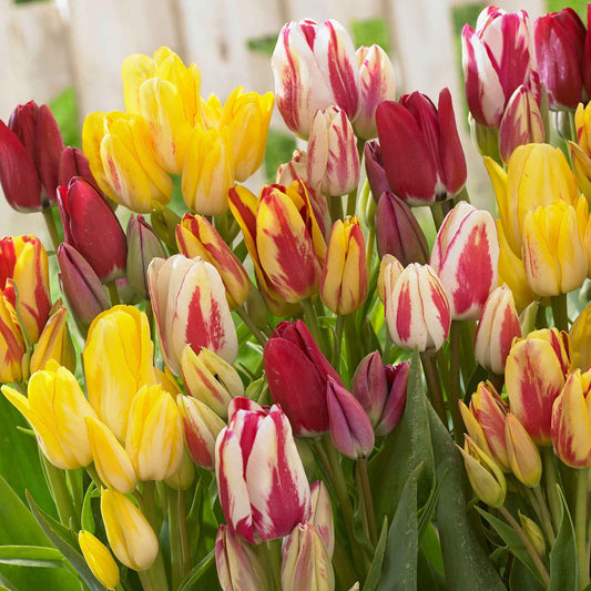 12x Tulp Tulipa - Mix 'Multiflora' Rood-Geel-Wit - Alle bloembollen