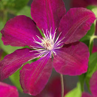 Bosrank Clematis 'Rouge Cardinal' Rood incl. sierpot - Clematis