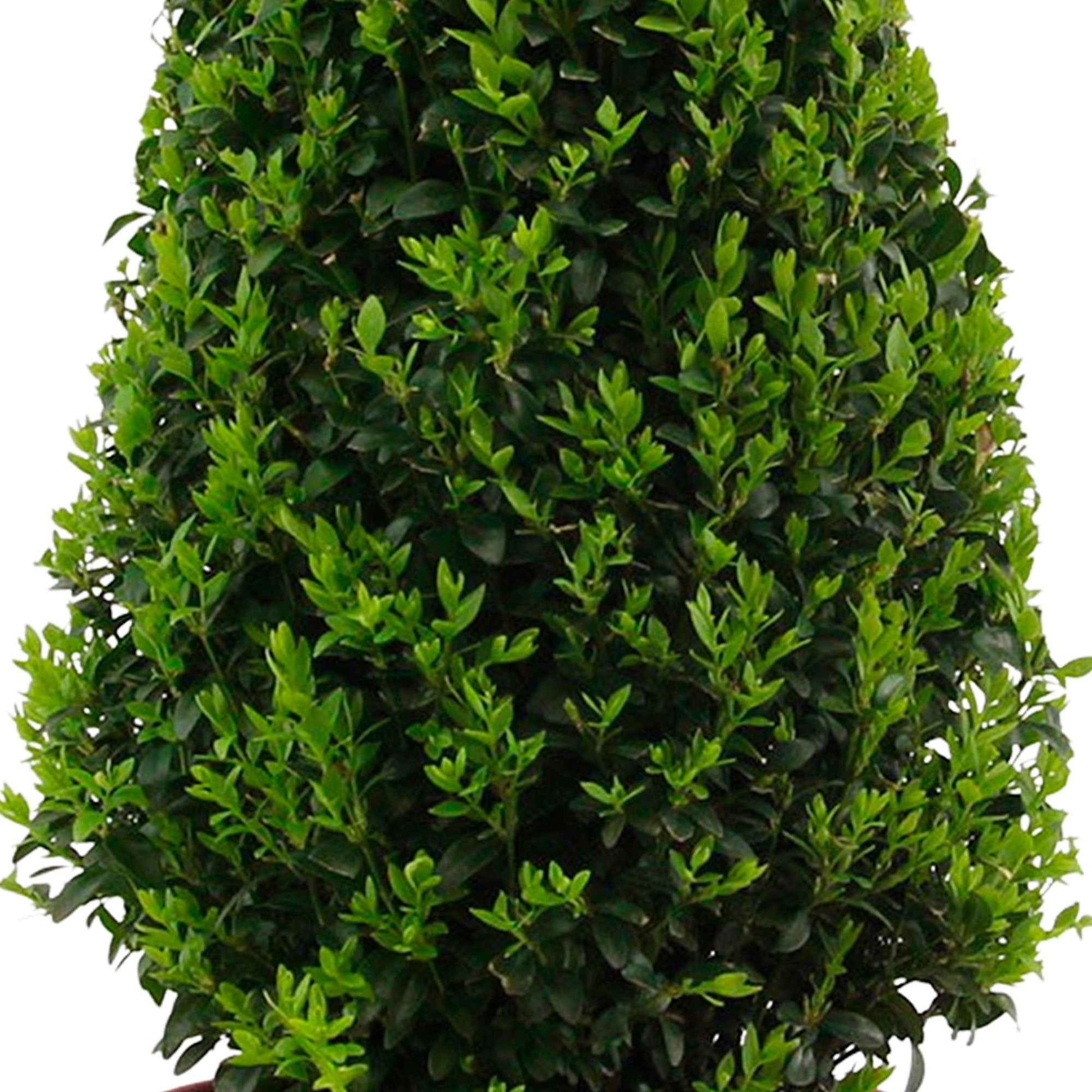 Buxus sempervirens piramide incl. bloempot antraciet - Bomen en hagen
