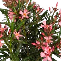 Oleander Nerium roze incl. sierpot grijs - Bloeiende tuinplanten
