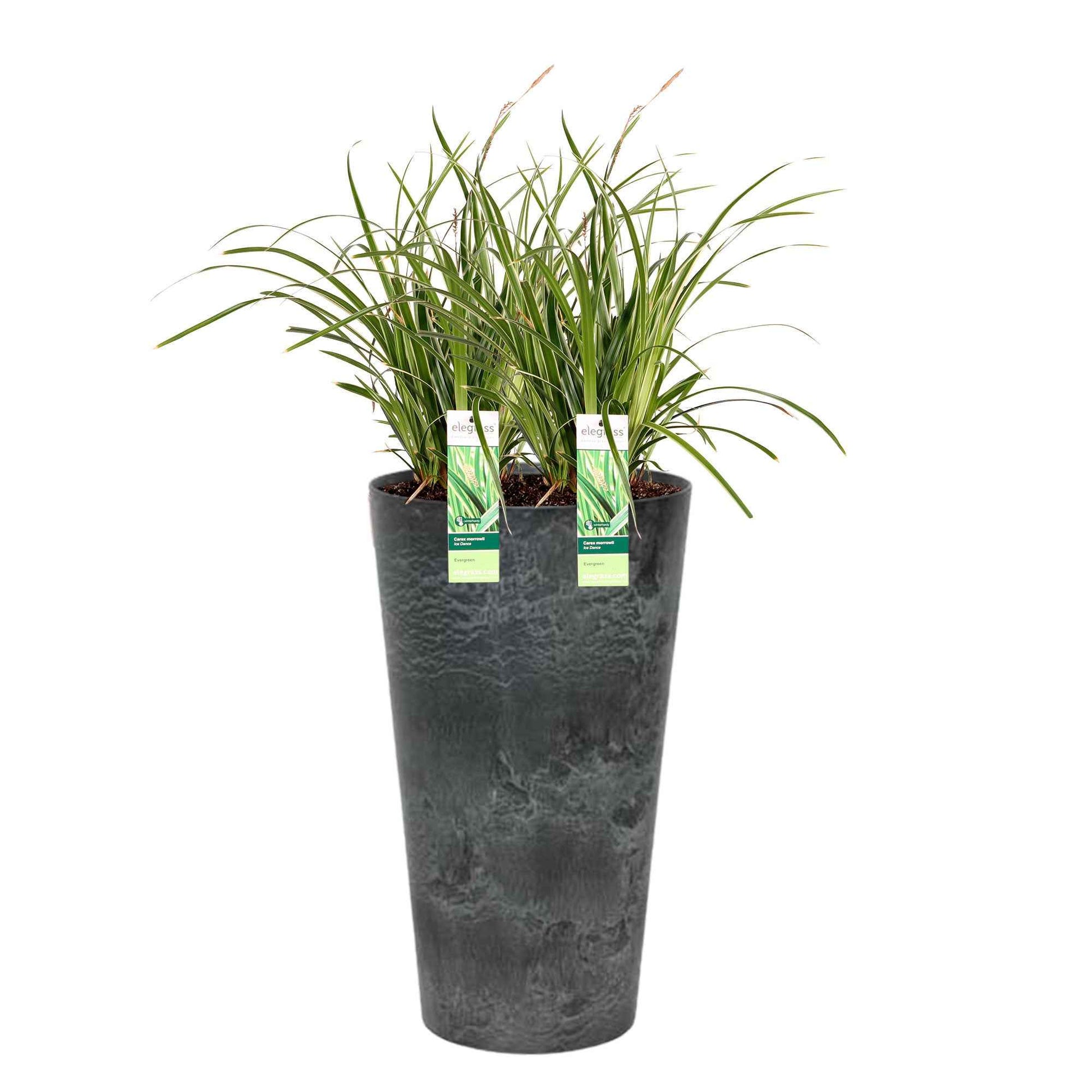 2x Zegge Carex 'Ice Dance' geel-groen incl. hoge sierpot zwart - Alle tuinplanten in pot