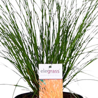 2x Zegge Carex 'Prairie Fire' groen-bruin incl. sierpot zwart - Buitenplanten in sierpot