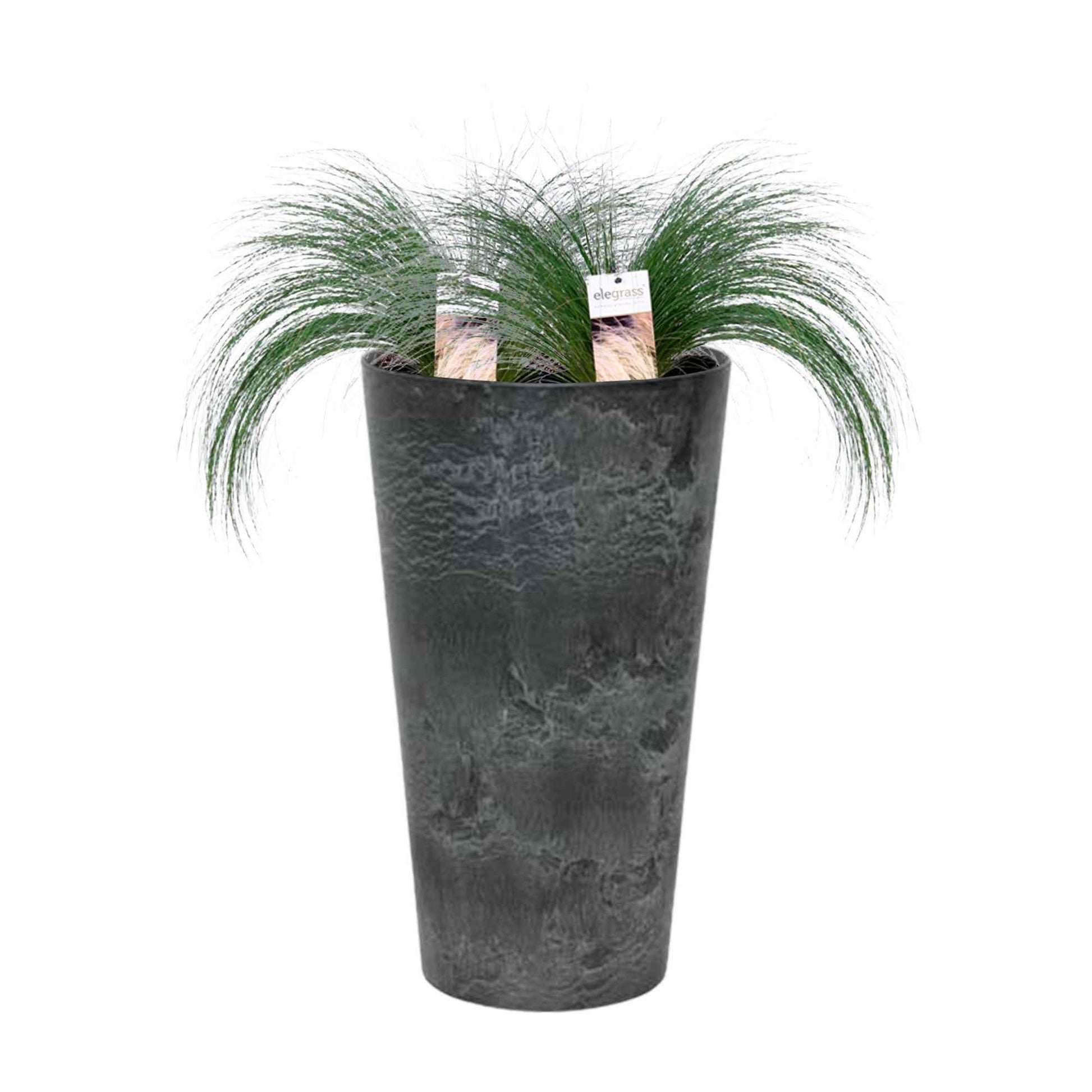 2x Vedergras Stipa 'Ponytails' groen incl. hoge bloempot zwart - Alle tuinplanten in pot