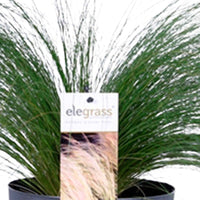 2x Vedergras Stipa 'Ponytails' groen incl. hoge bloempot zwart - Borderplanten
