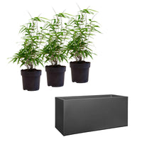 3 Bamboe Fargesia rufa incl. plantenbak zwart - Winterhard - Bamboes - Bambuseae