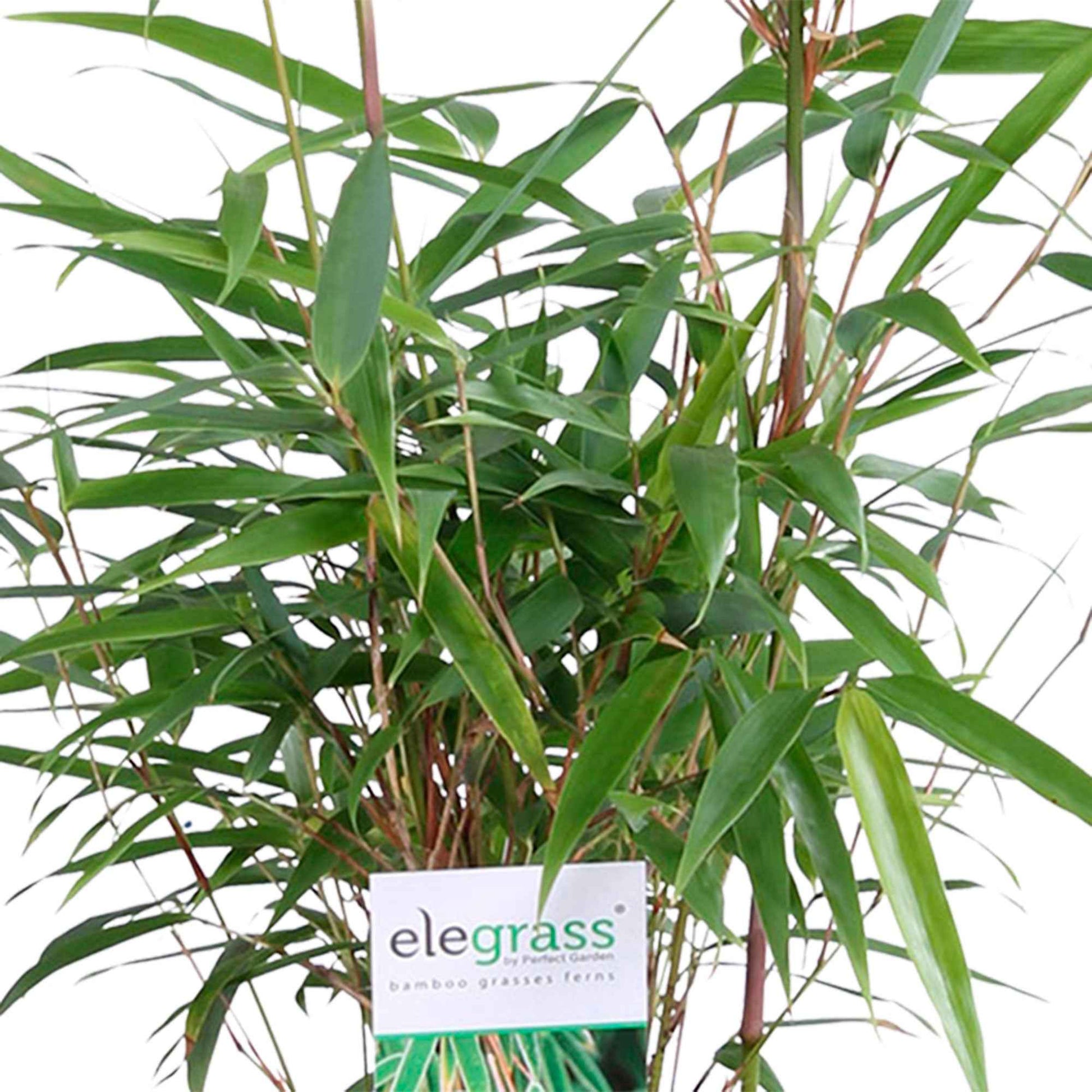 3 Bamboe Fargesia rufa incl. plantenbak zwart - Winterhard - Bamboe