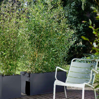 3 Bamboe Fargesia rufa incl. plantenbak zwart - Winterhard - Alle Bamboe