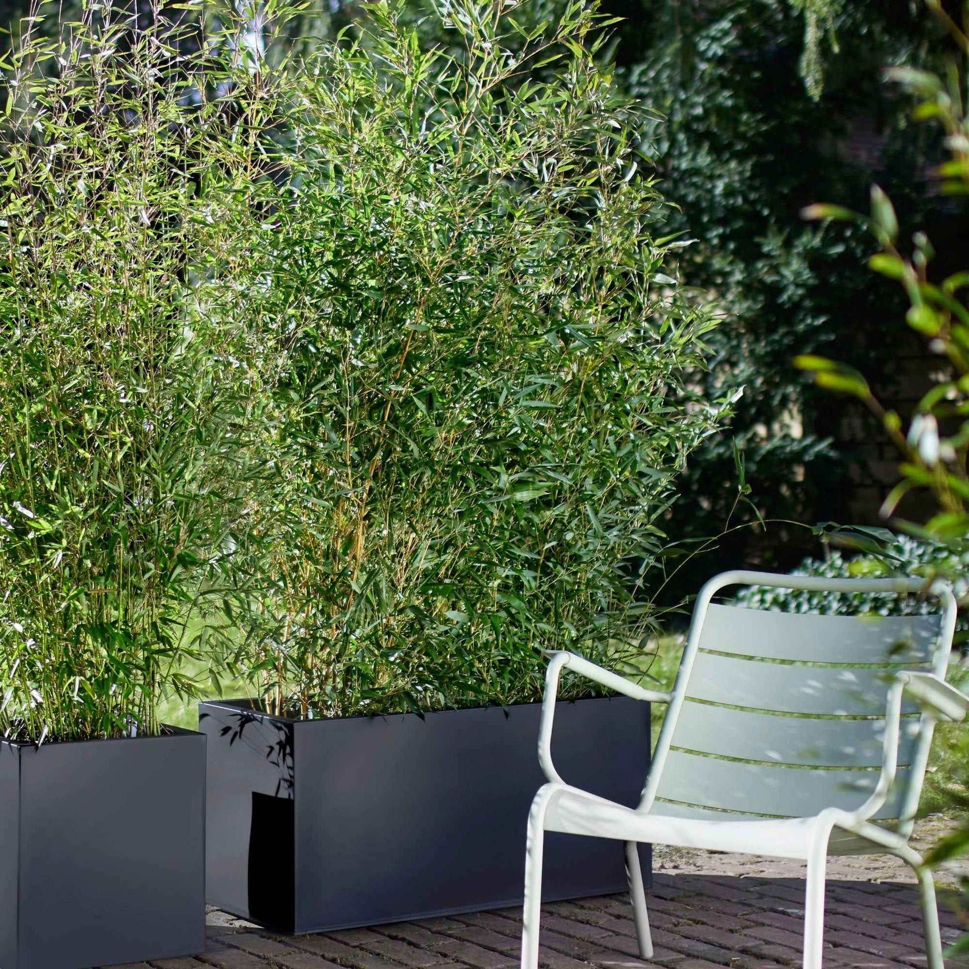 3 Bamboe Fargesia rufa incl. plantenbak zwart - Winterhard - Alle vaste tuinplanten