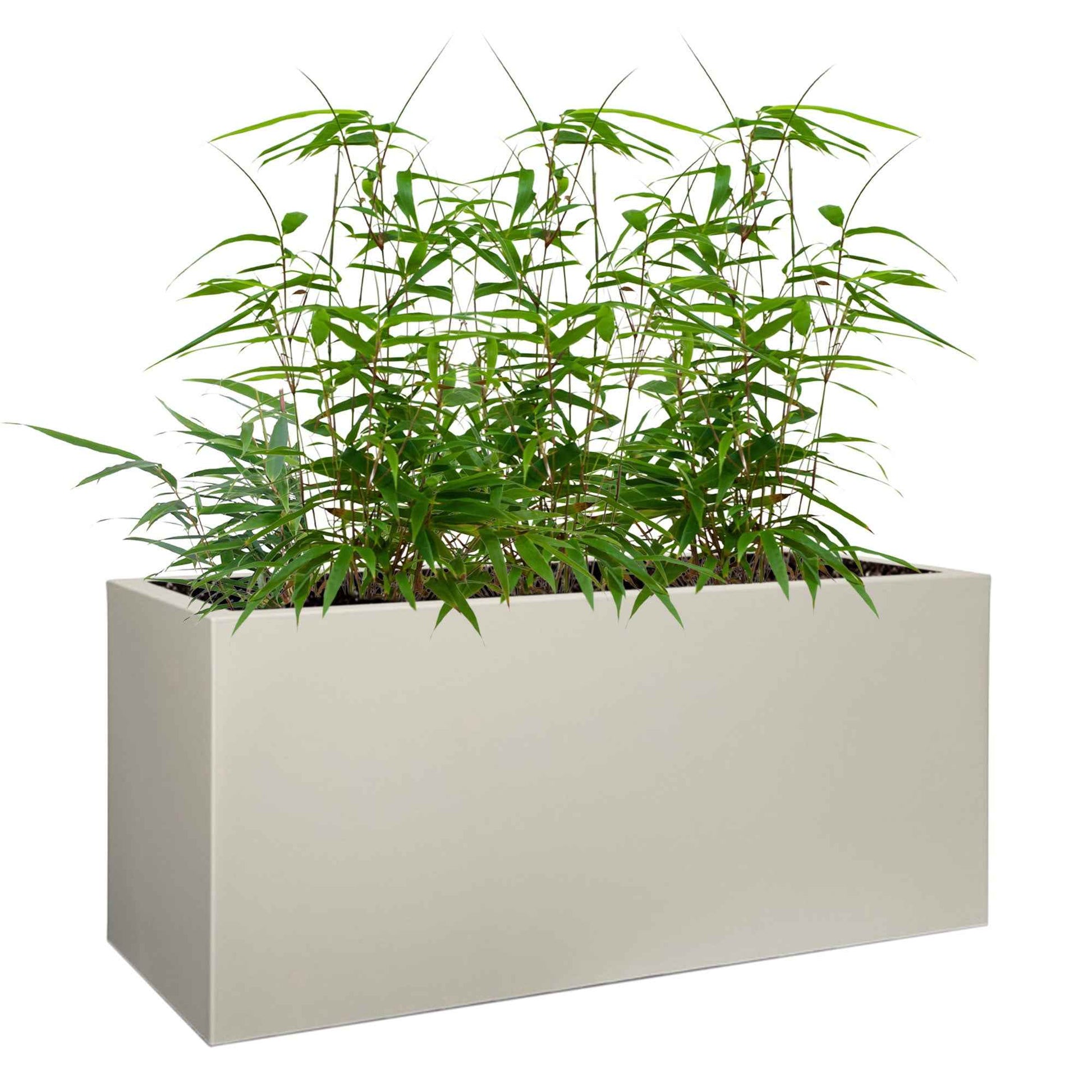 3 Bamboe Fargesia rufa incl. plantenbak grijs - Winterhard - Bamboes - Bambuseae