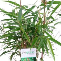 3 Bamboe Fargesia rufa incl. plantenbak grijs - Winterhard - Bamboe