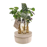 Stekmix New York in glas met ledverlichting - Hydroponie - 1x plant: leveringshoogte 20-30 cm + Glas (6x vaas): 19 cm - Binnenplanten in sierpot - undefined