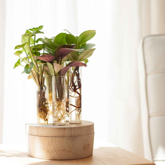 Stekmix 'New York' in glas met ledverlichting - Hydroponie - Binnenplanten in sierpot