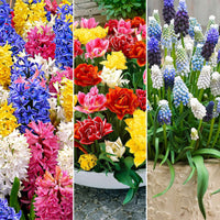 80x Bloembollenpakket 'Maart tot Mei 60 dagen bloemen' - Bij- en vlinderlokkende borderpakket