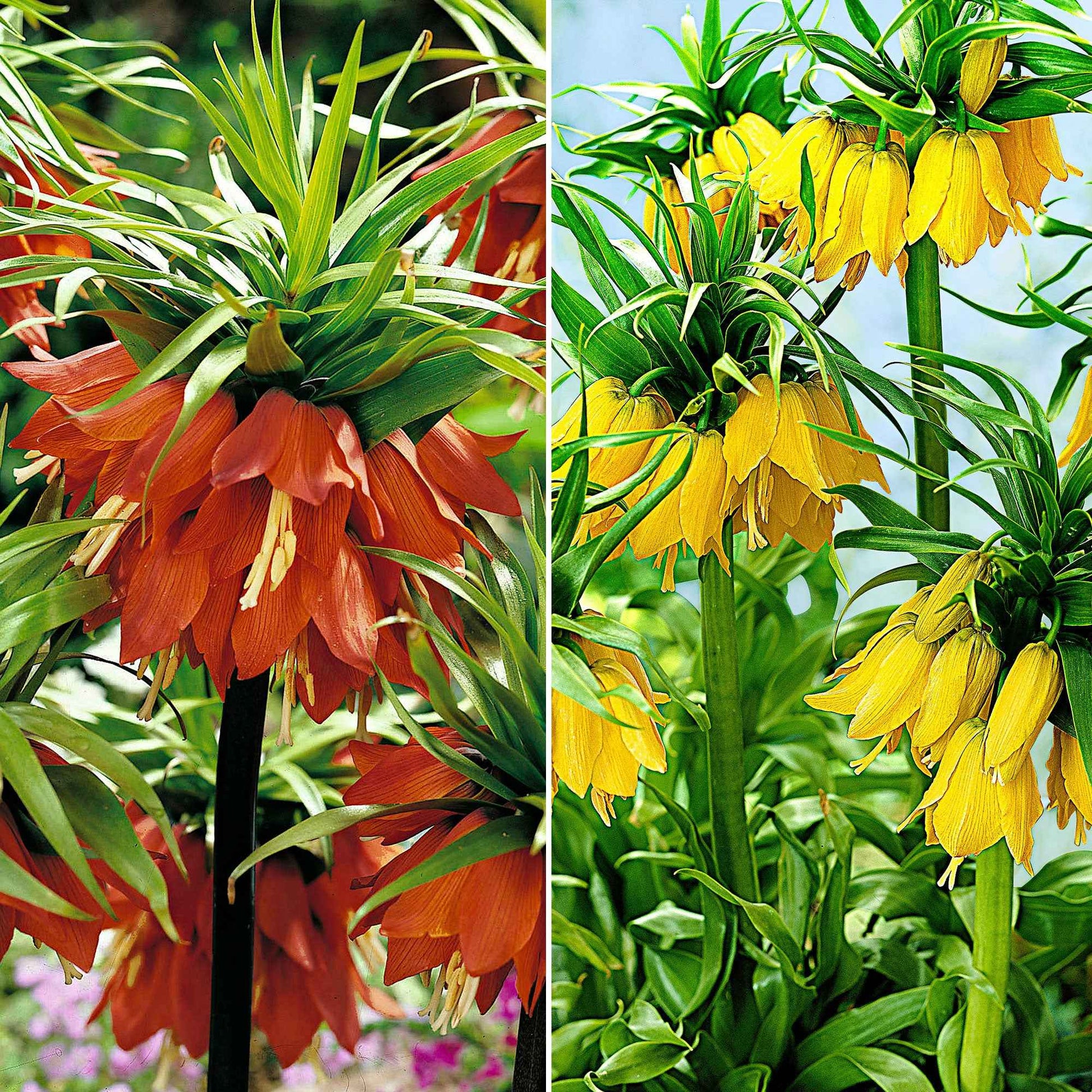 4x Bloembollenpakket 'Hoge Heren' oranje-geel - Bijvriendelijke bloembollen
