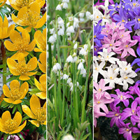 80x Bloembollenpakket 'Magische Miniplanten' paars-geel-wit - Alle bloembollen