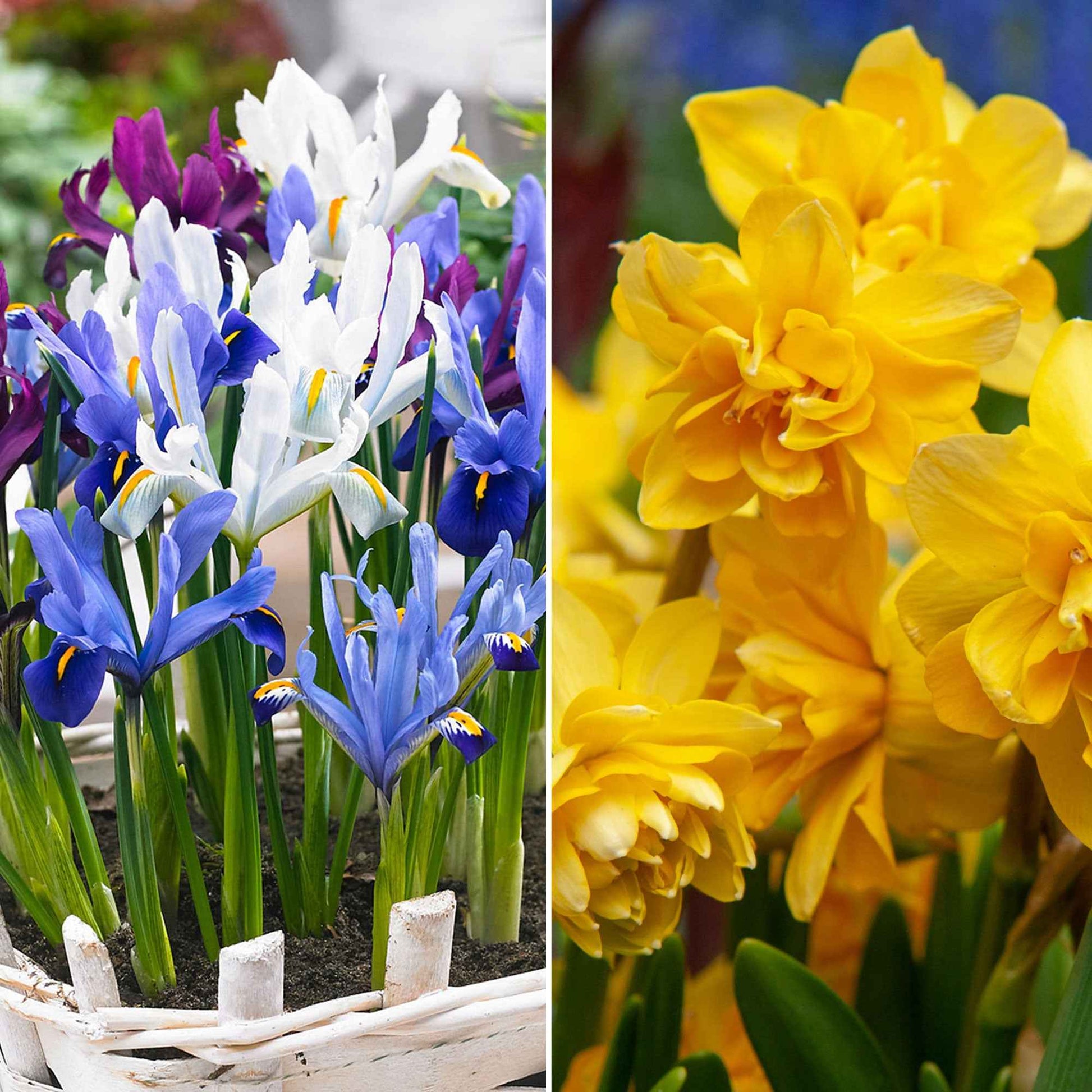 50x Bloembollenpakket 'Tuin vol Narcissen en Irissen' geel-paars - Bijvriendelijke bloembollen
