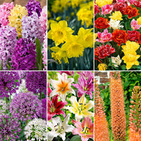 81x Bloembollenpakket 'Februari tot Augustus 120 dagen bloemen' - Alle populaire bloembollen
