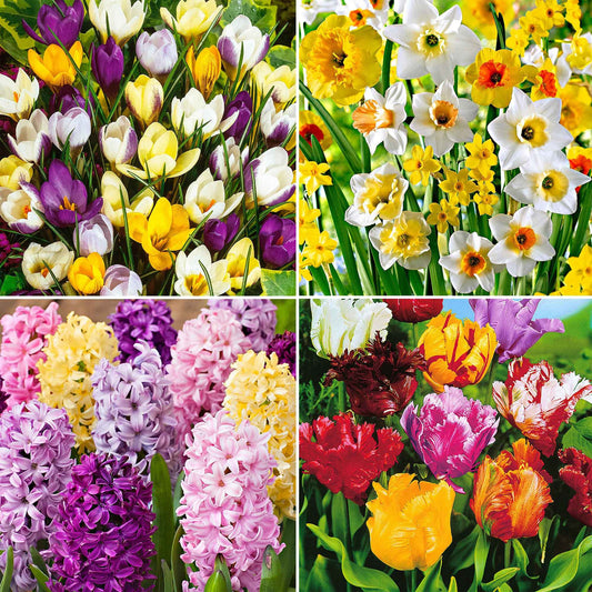 110x Bloembollenpakket 'Februari tot Mei 90 dagen bloemen' - Alle bloembollen
