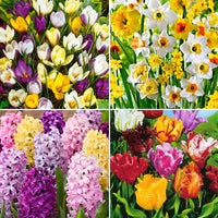 110x Bloembollenpakket 'Februari tot Mei 90 dagen bloemen' - Bij- en vlinderlokkende borderpakket