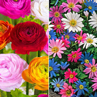 150x Ranonkel en anemoon - Mix 'Zonnige Voorjaarsbloeiers' - Bijvriendelijke bloembollen