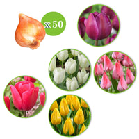150x Narcis en tulp - Mix 'Lente Lang' - Bloembollen borderpakketten