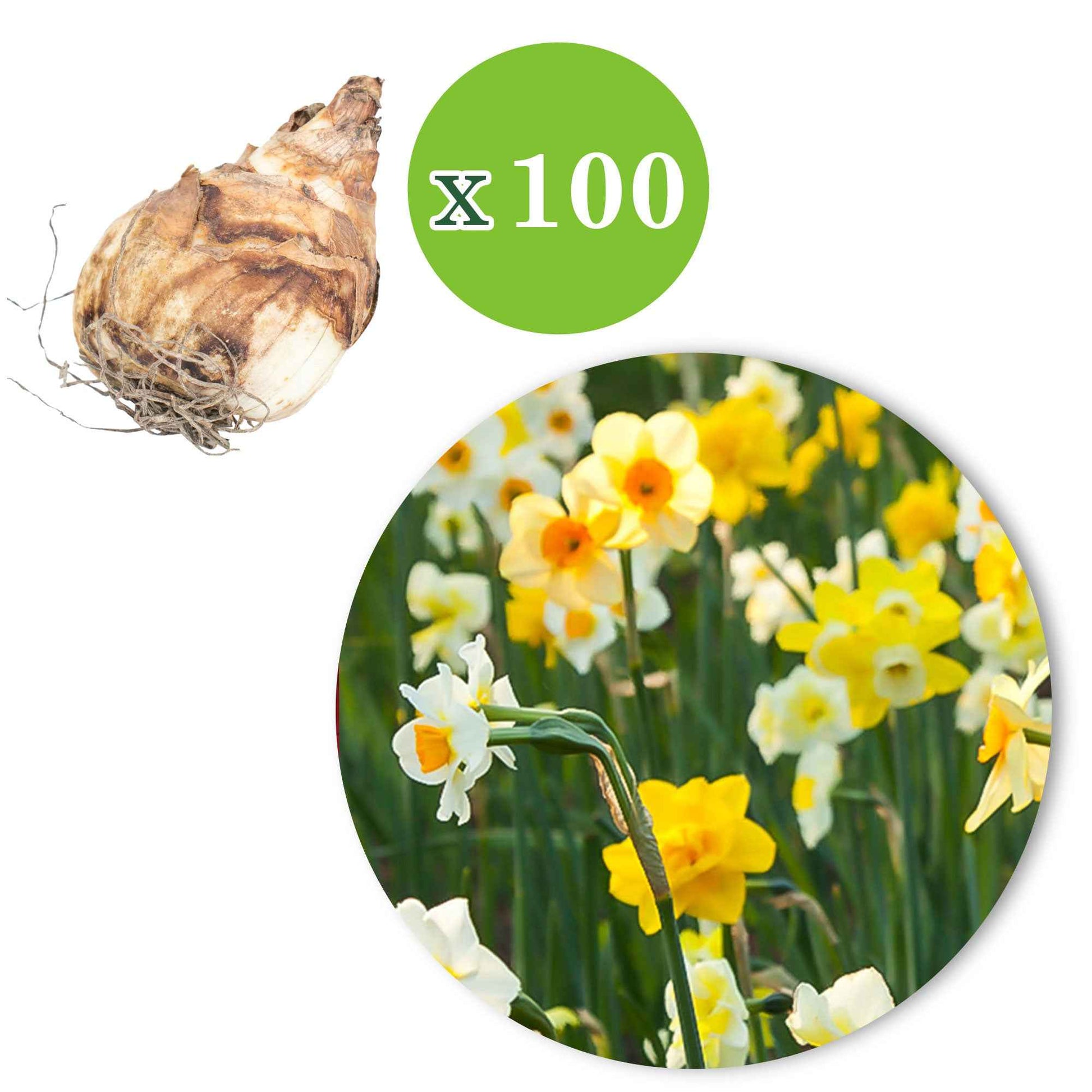 150x Narcis en tulp - Mix 'Lente Lang' - Bloembollen
