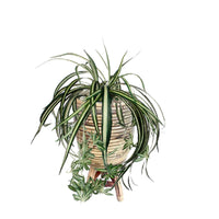 Kunstplant Chlorophytum hangend groen incl. sierpot bruin - Alle kunstplanten