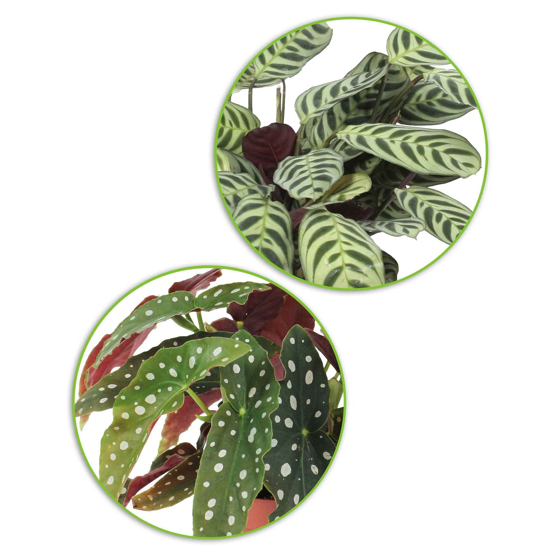 1x Begonia maculata + 1x Ctenanthe burle marxii - Groene kamerplanten