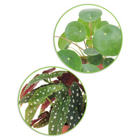 1x Begonia maculata + 1x Pannenkoekplant Pilea peperomioides - Groene kamerplanten