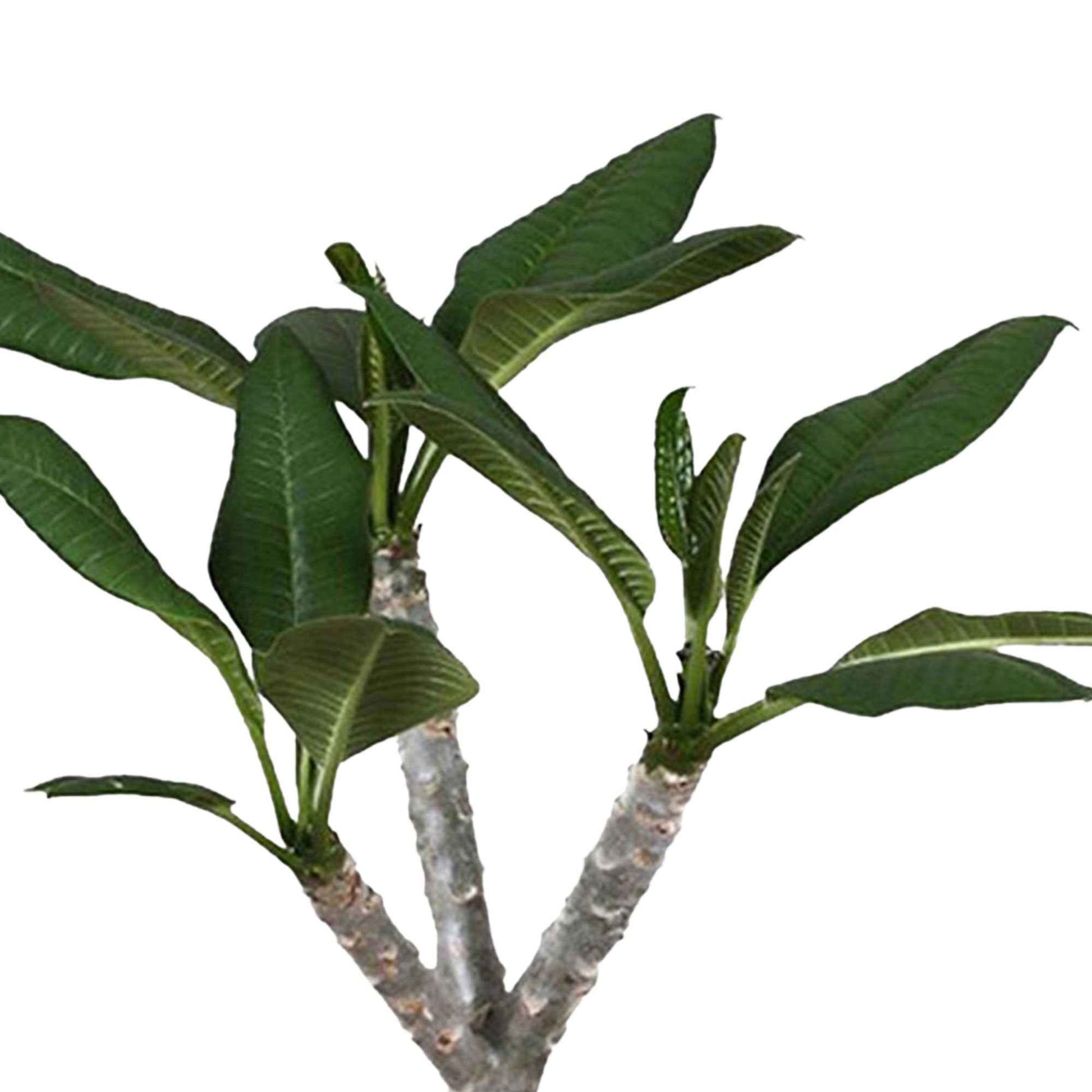 Tempelboom Frangipani Plumeria 'Hawaiian' Roze incl. rieten mand naturel - Combinaties en Sets