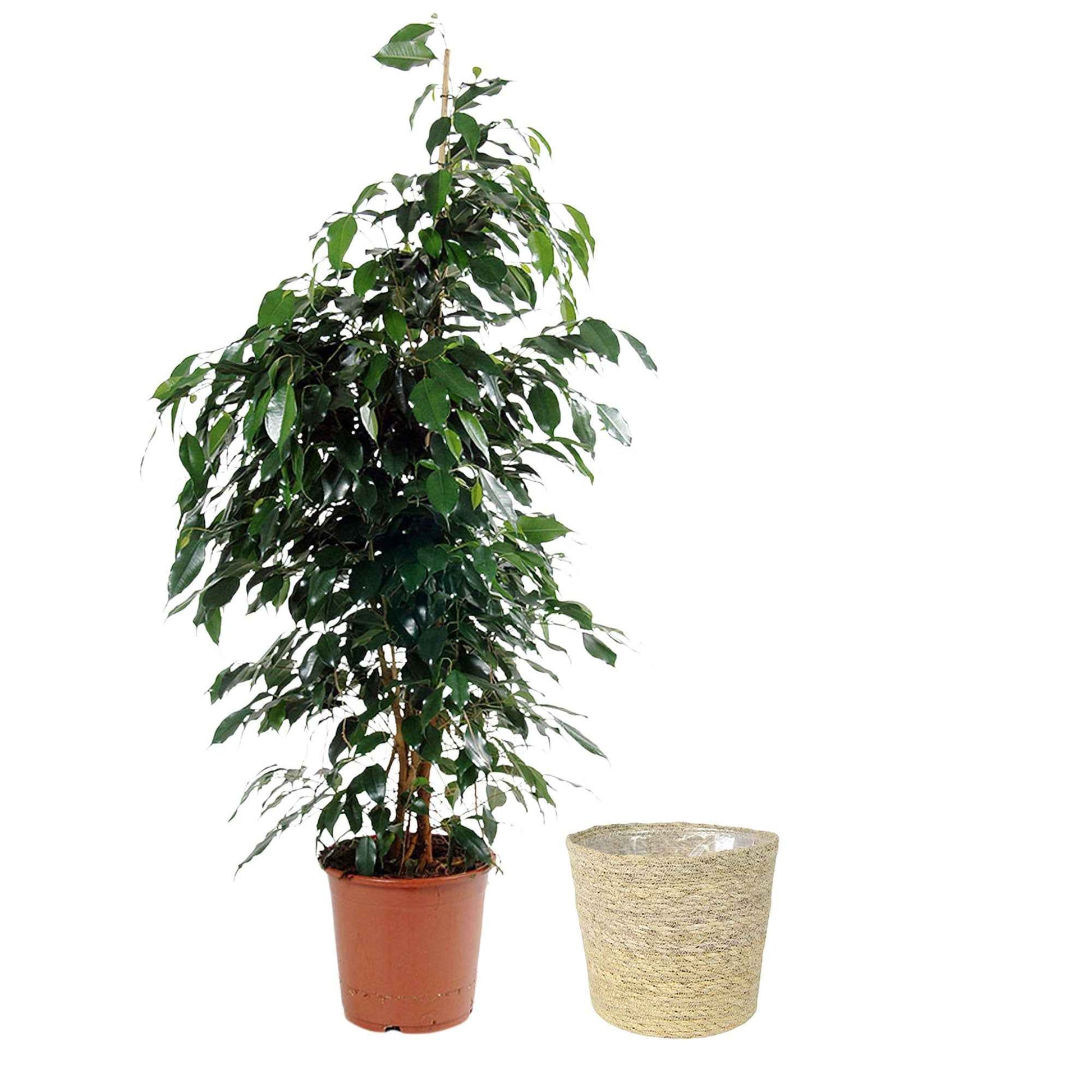 Treurvijg Ficus benjamina 'Danielle' incl. rieten mand naturel - Huiskamerplanten