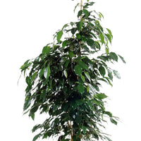 Treurvijg Ficus benjamina 'Danielle' incl. rieten mand naturel - Grote kamerplanten