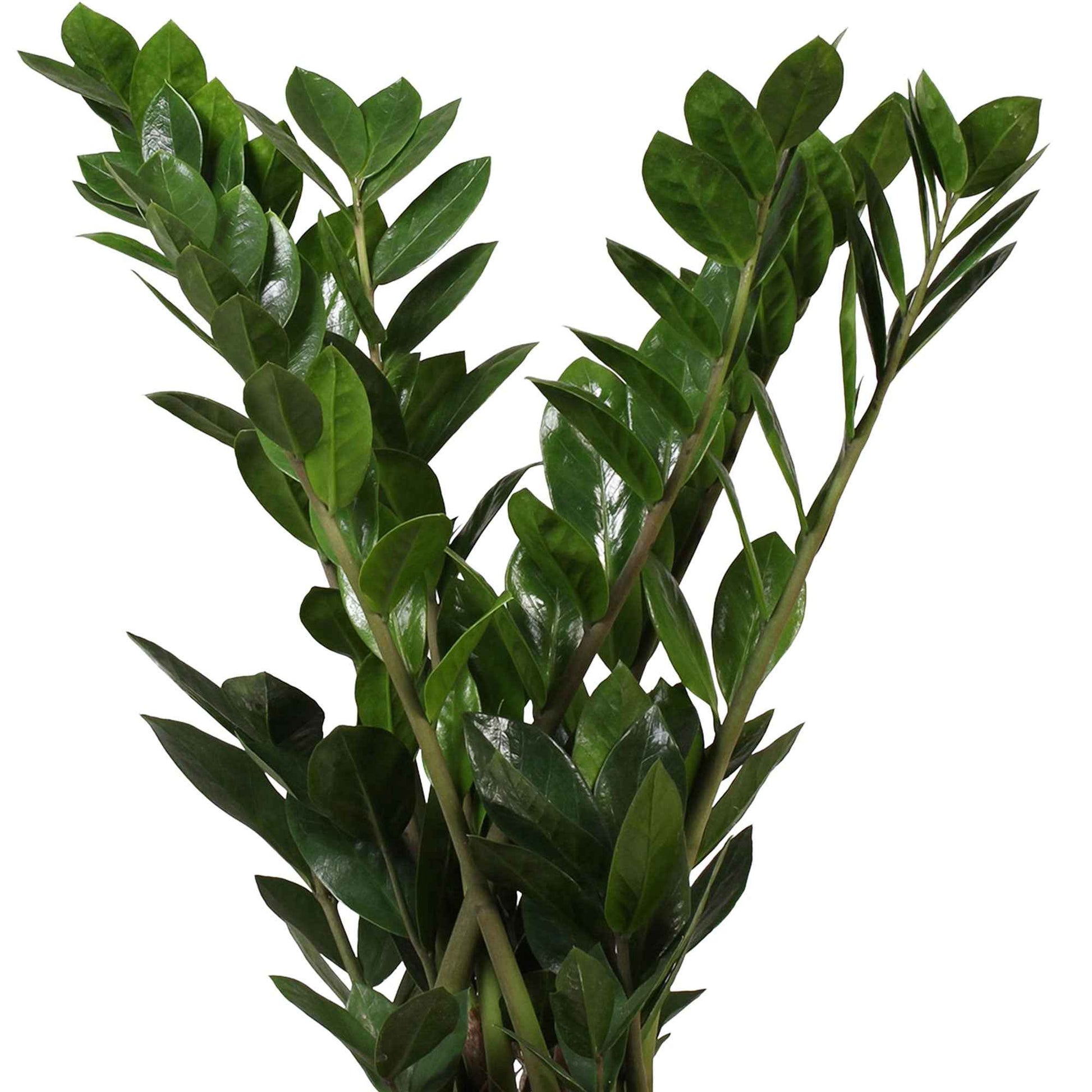 ZZ palm Zamioculcas zamiifolia incl. rieten mand grijs - Combinaties en Sets